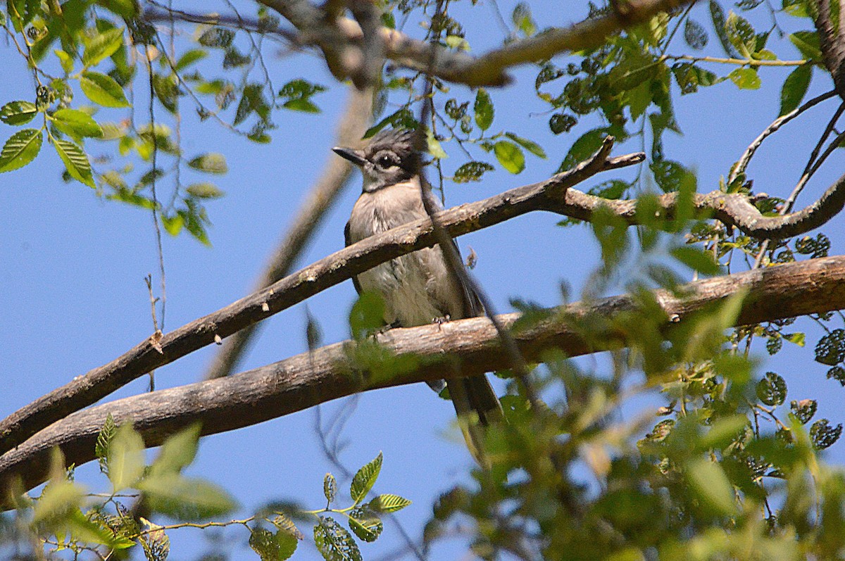 Blue Jay - ML638949157