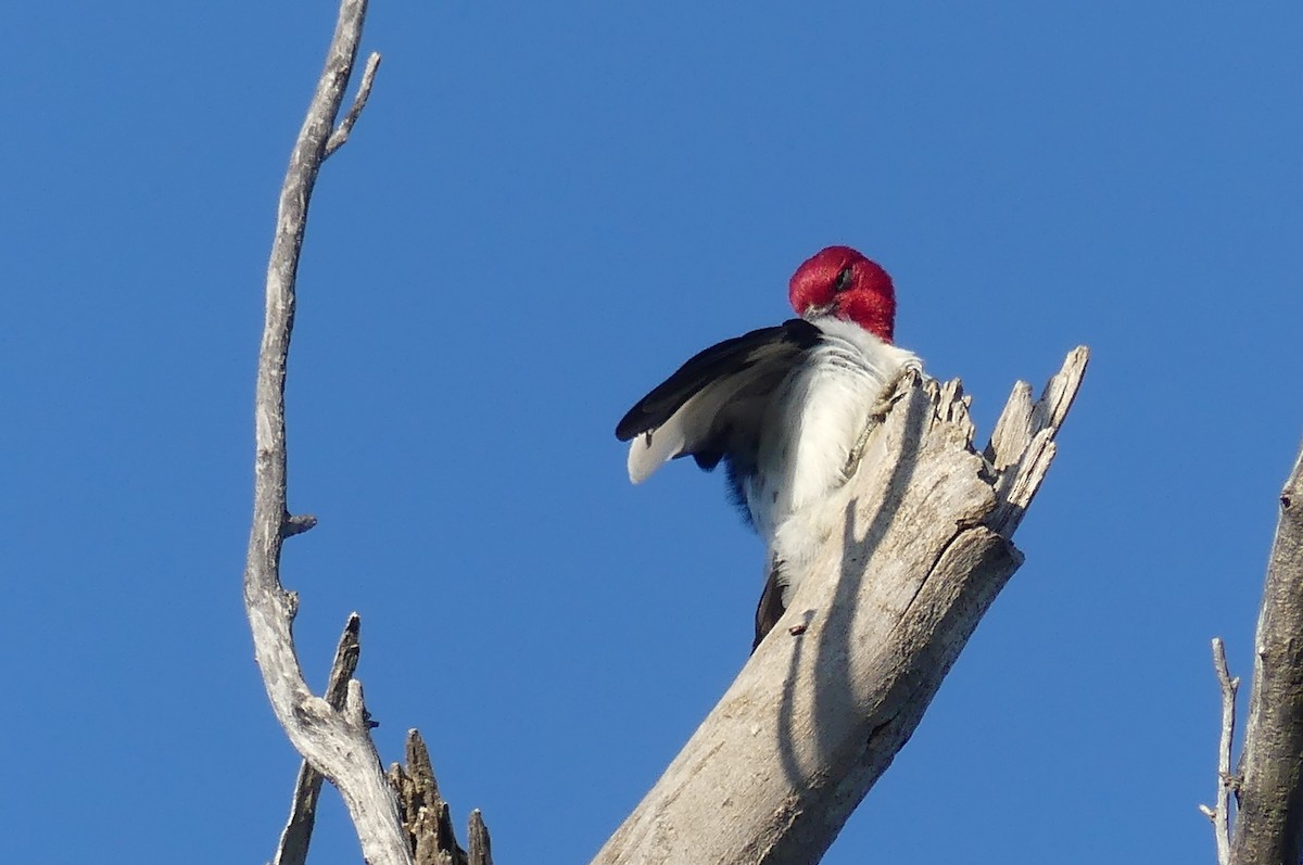 Red-headed Woodpecker - ML638949189