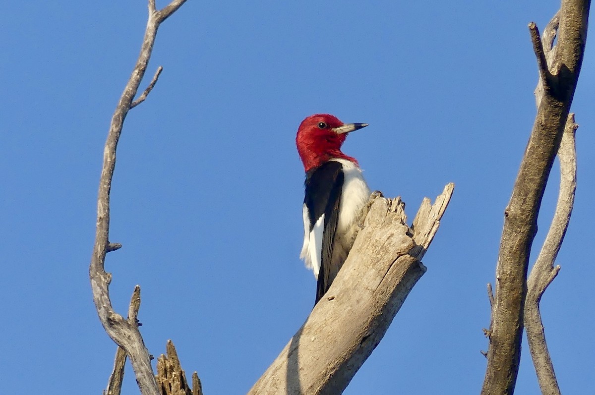 Red-headed Woodpecker - ML638949190