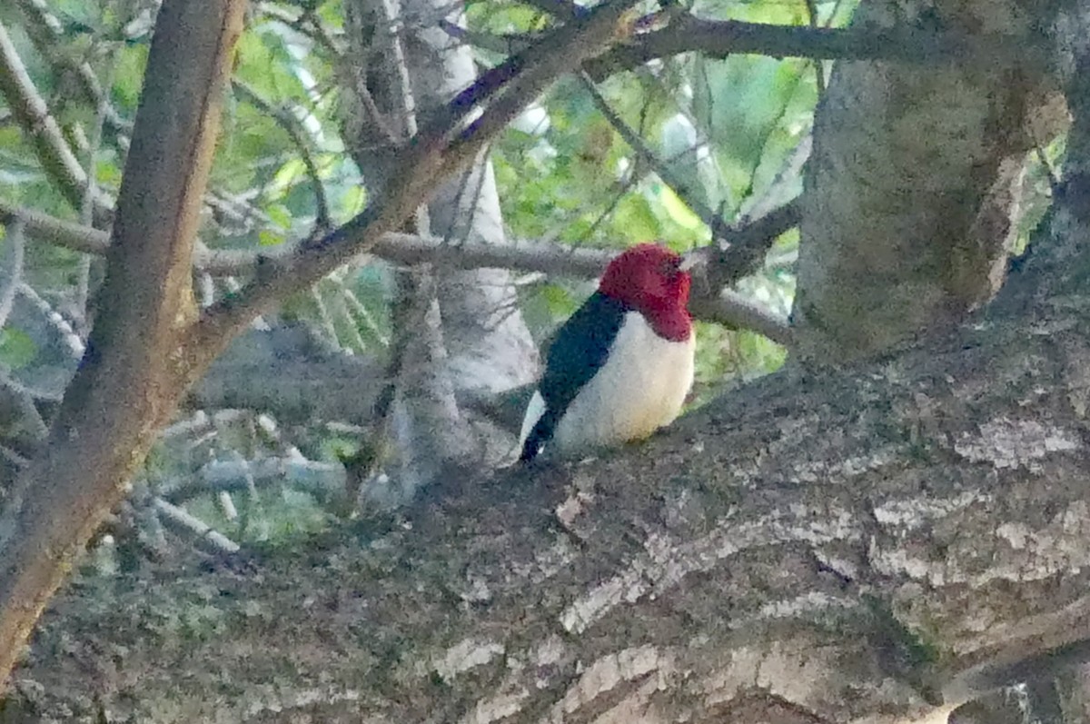 Red-headed Woodpecker - ML638949191