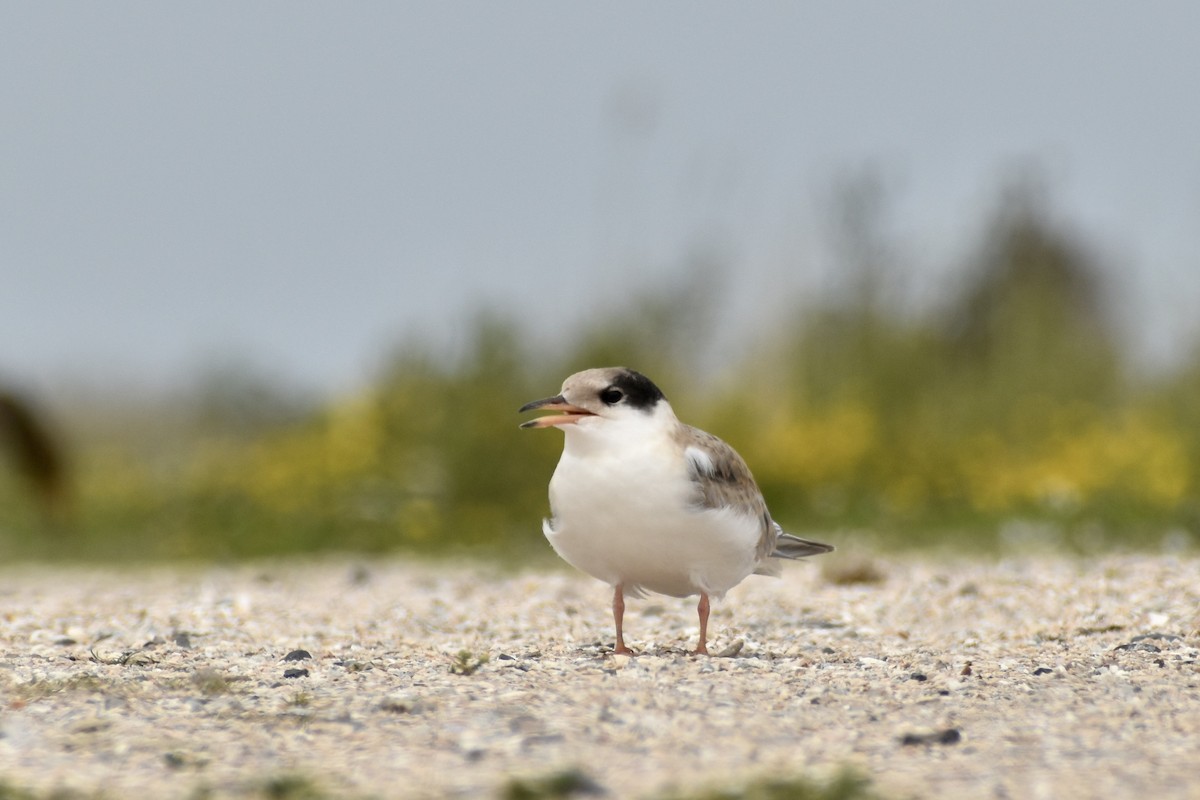 Common Tern (hirundo/tibetana) - ML638949192