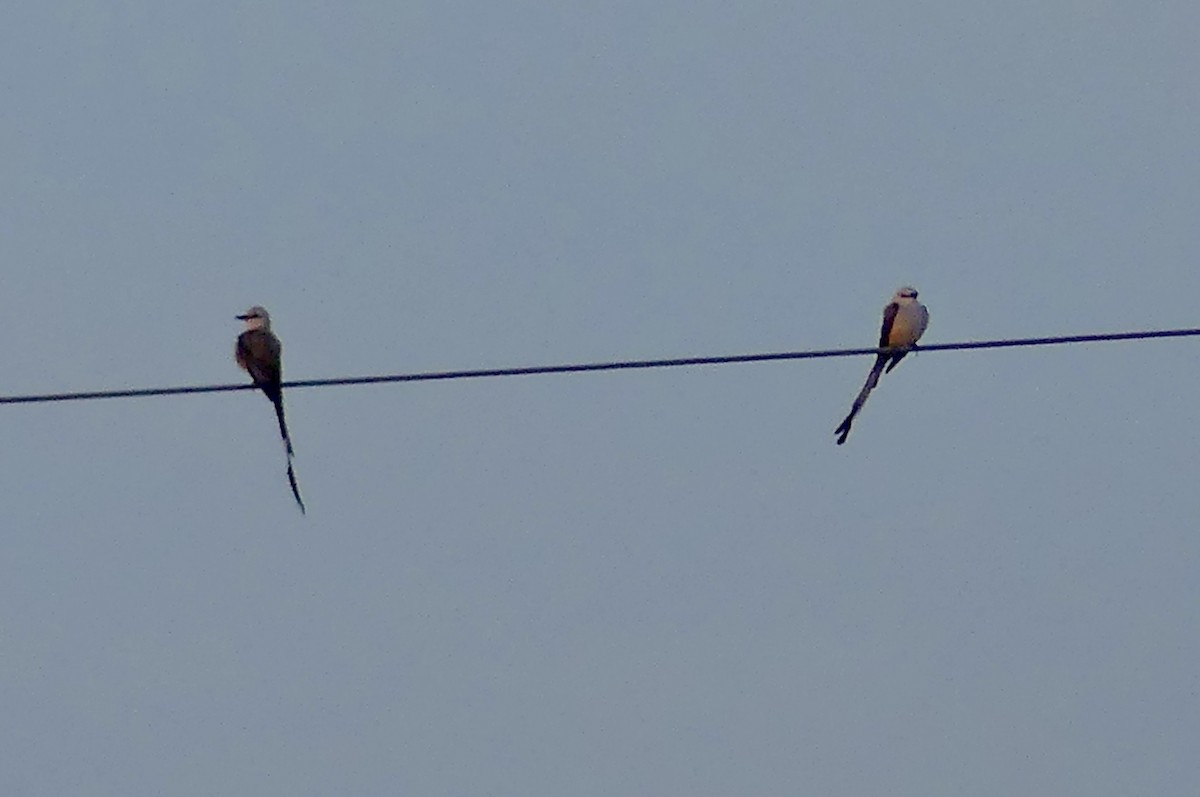 Scissor-tailed Flycatcher - ML638949223