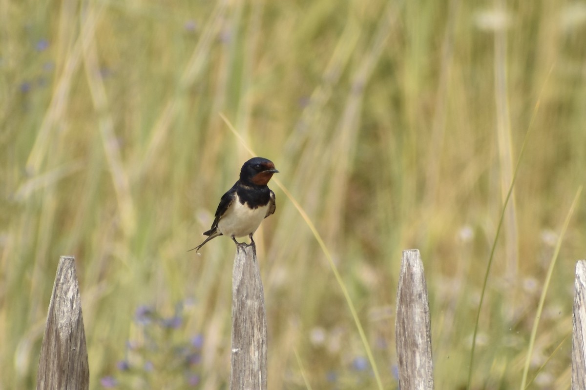 Golondrina Común (rustica) - ML638949229