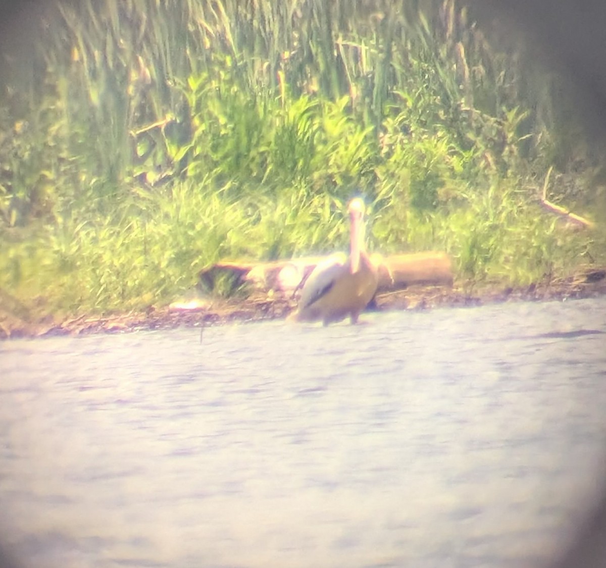 American White Pelican - ML638949233