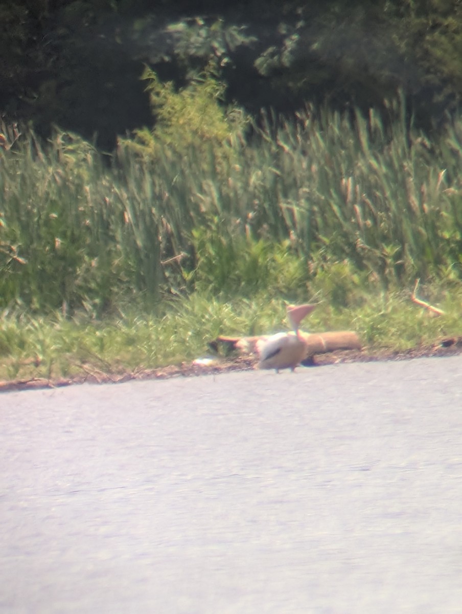 American White Pelican - ML638949242