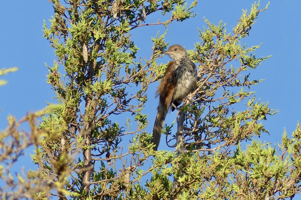 Brown Thrasher - ML638949249