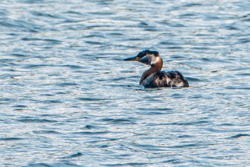 Red-necked Grebe - ML638949253