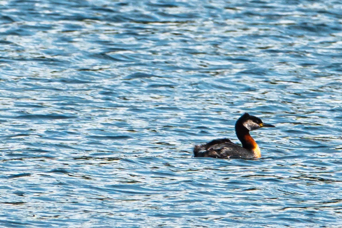 Red-necked Grebe - ML638949254