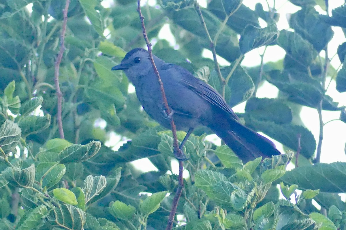 Gri Kedikuşu - ML638949267