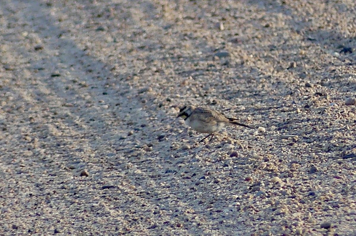 Horned Lark - ML638949317
