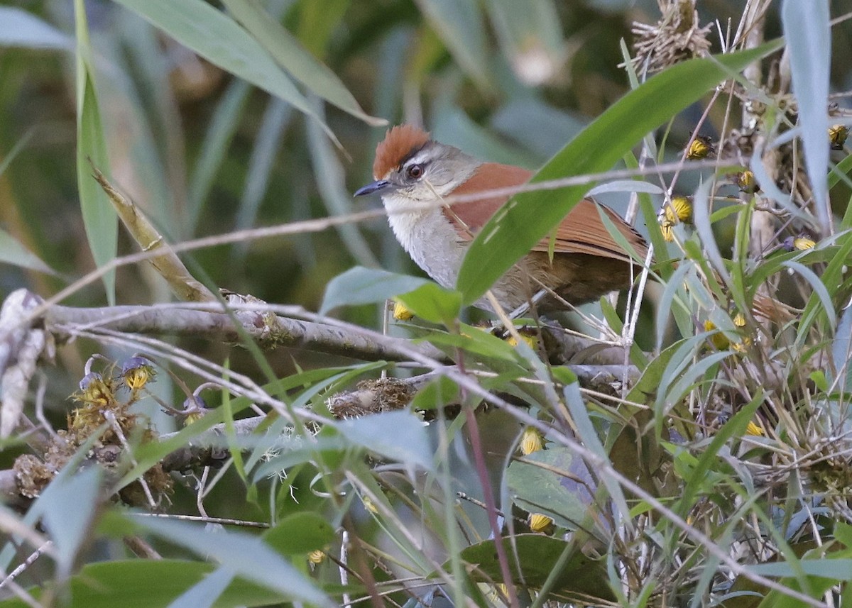 Marcapata Spinetail - ML638949337