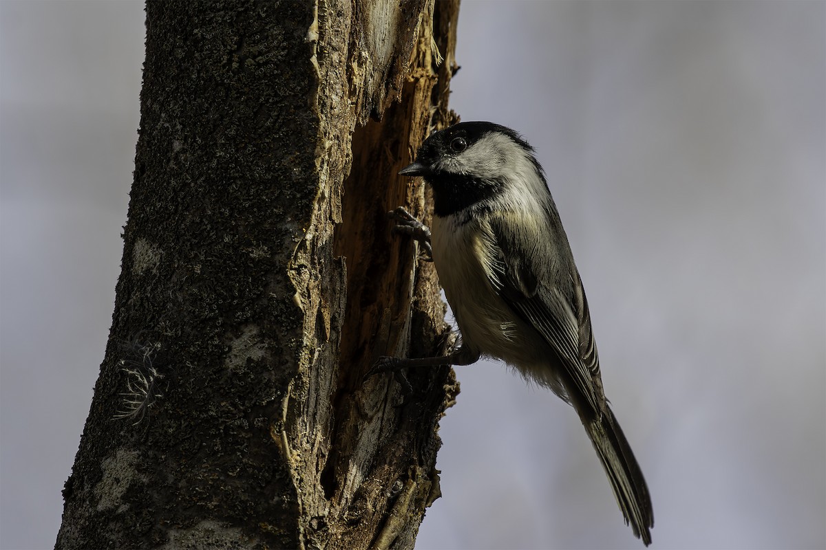 Black-capped Chickadee - ML638949343