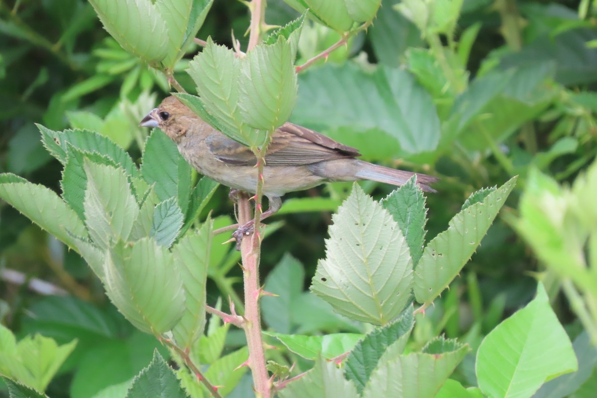Indigo Bunting - ML638949356