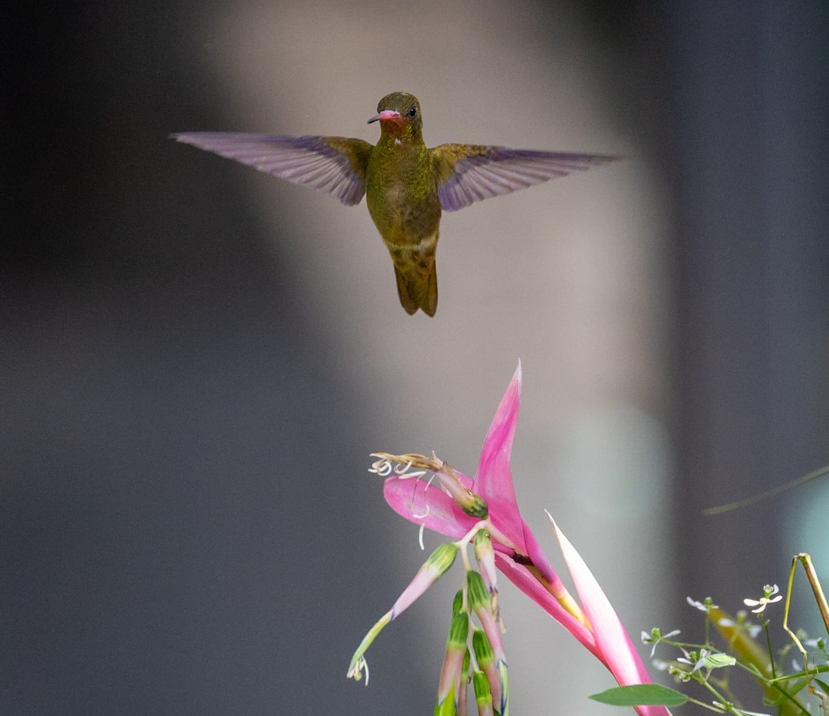 Gilded Hummingbird - ML638949357