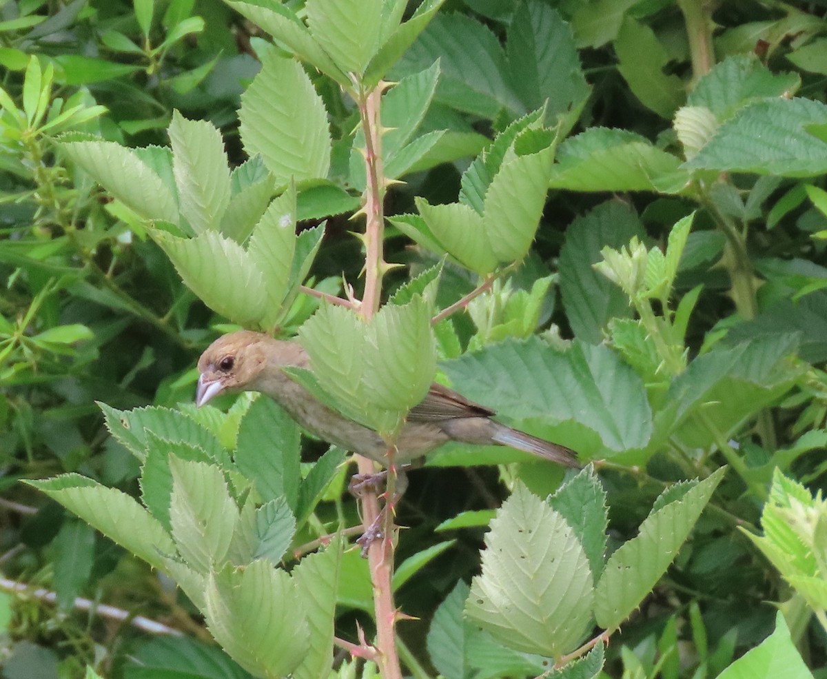 Indigo Bunting - ML638949358