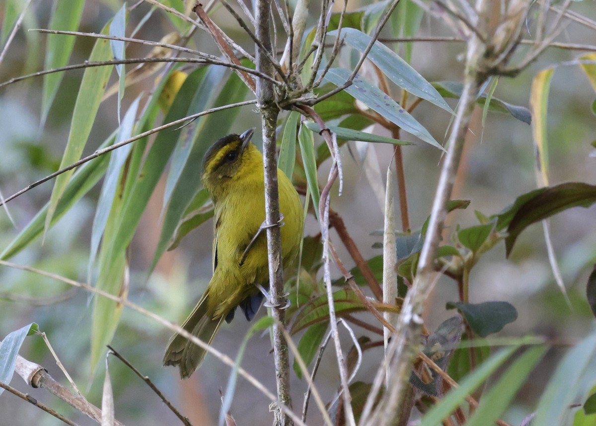 Parodi's Hemispingus - ML638949362