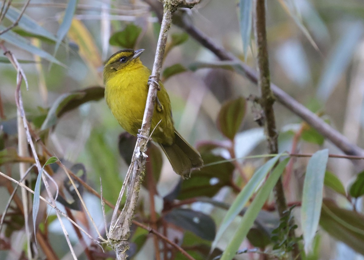 Parodi's Hemispingus - ML638949363