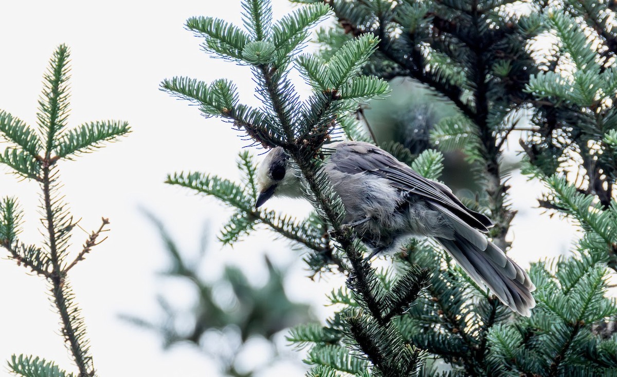 Canada Jay - ML638949371