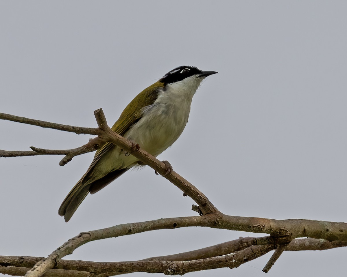 White-throated Honeyeater - ML638949379