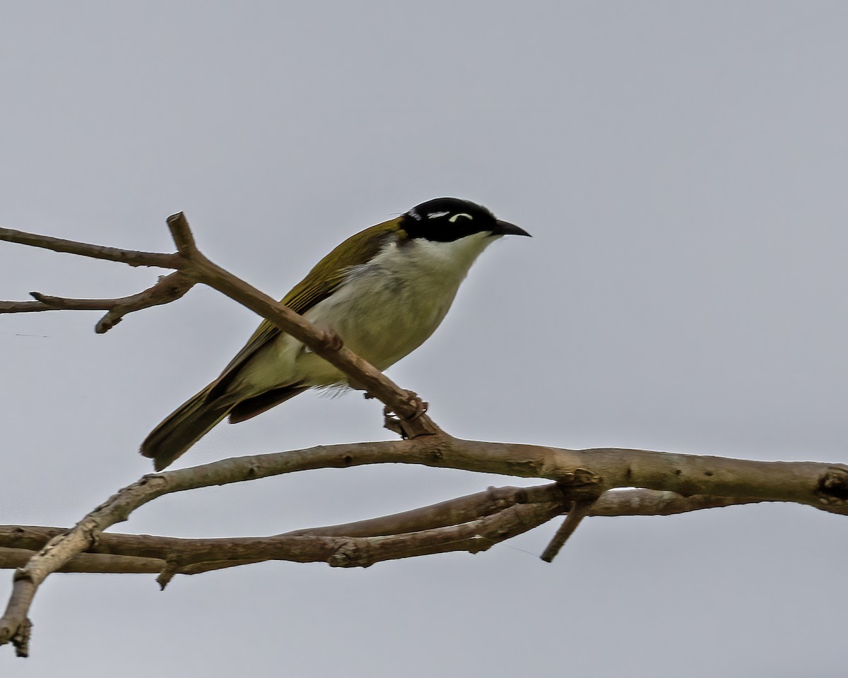 White-throated Honeyeater - ML638949384