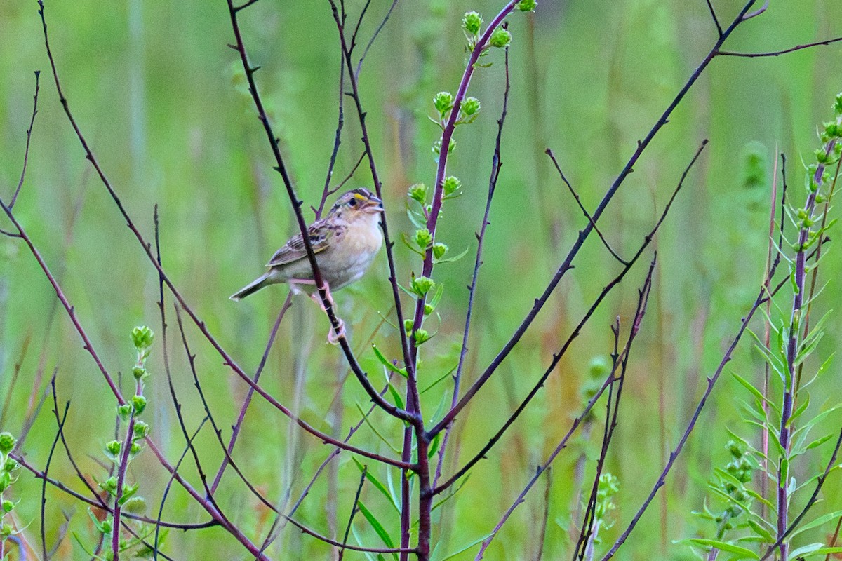 Grasshopper Sparrow - ML638949392