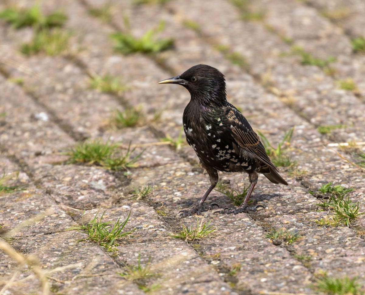 European Starling - ML638949393