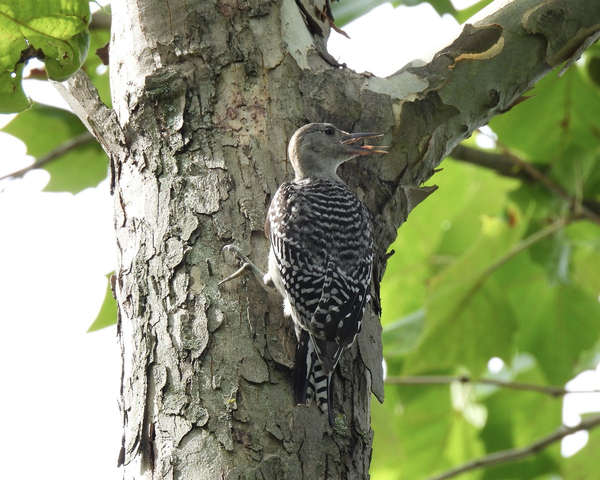 Red-bellied Woodpecker - ML638949404