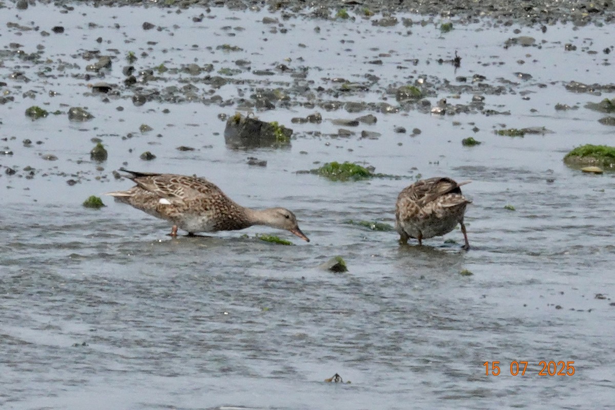 Gadwall - ML638949412