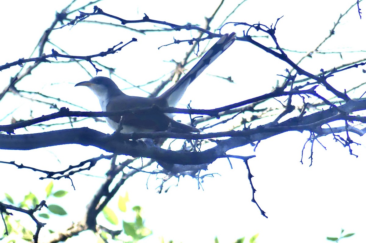Yellow-billed Cuckoo - ML638949445