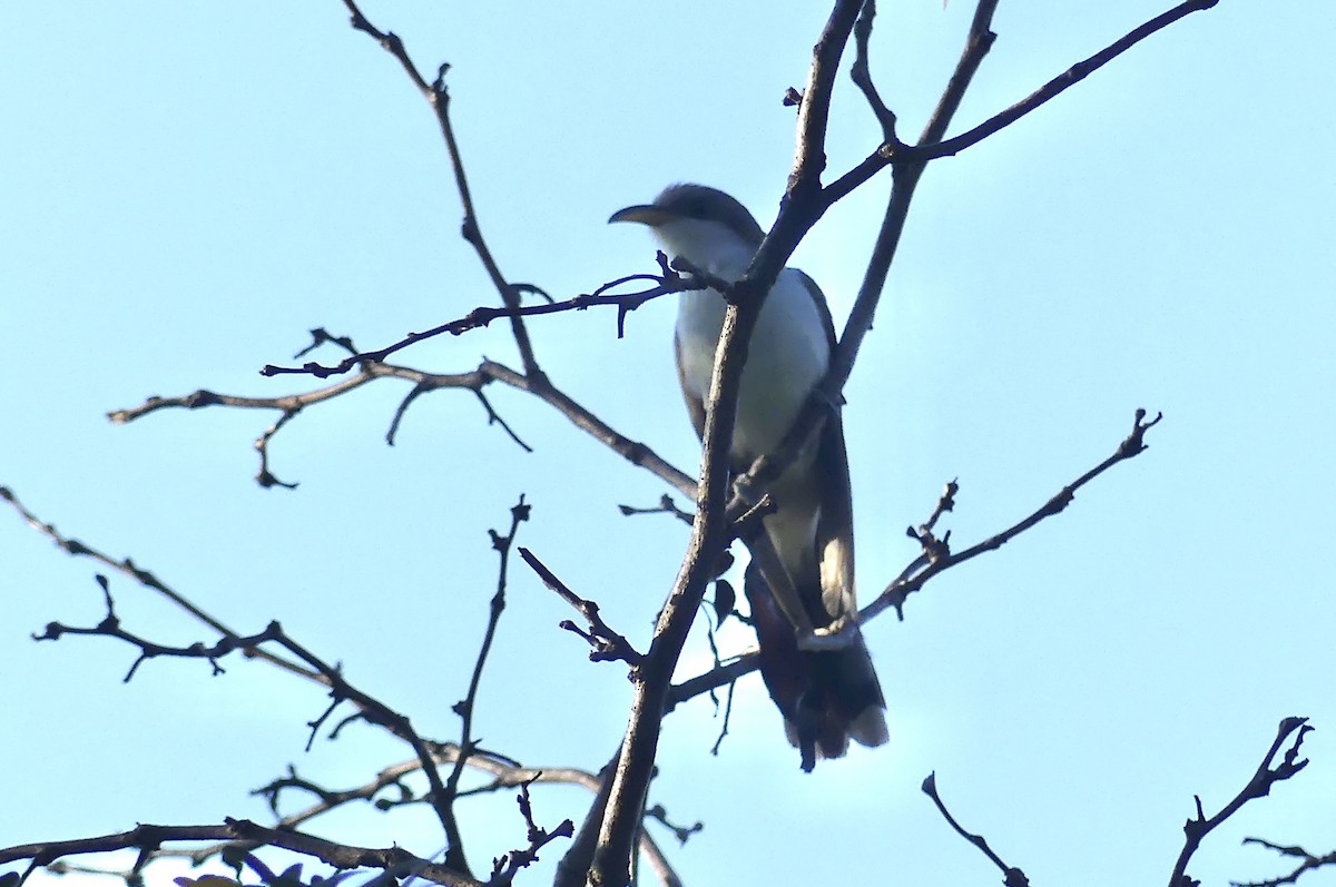Yellow-billed Cuckoo - ML638949446