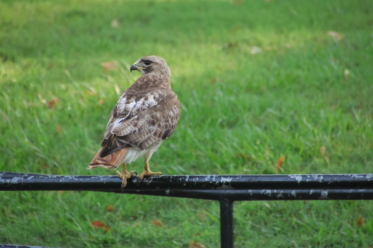 Red-tailed Hawk - ML638949467