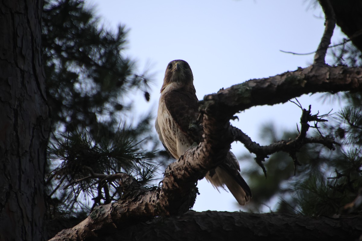 Red-tailed Hawk - ML638949468