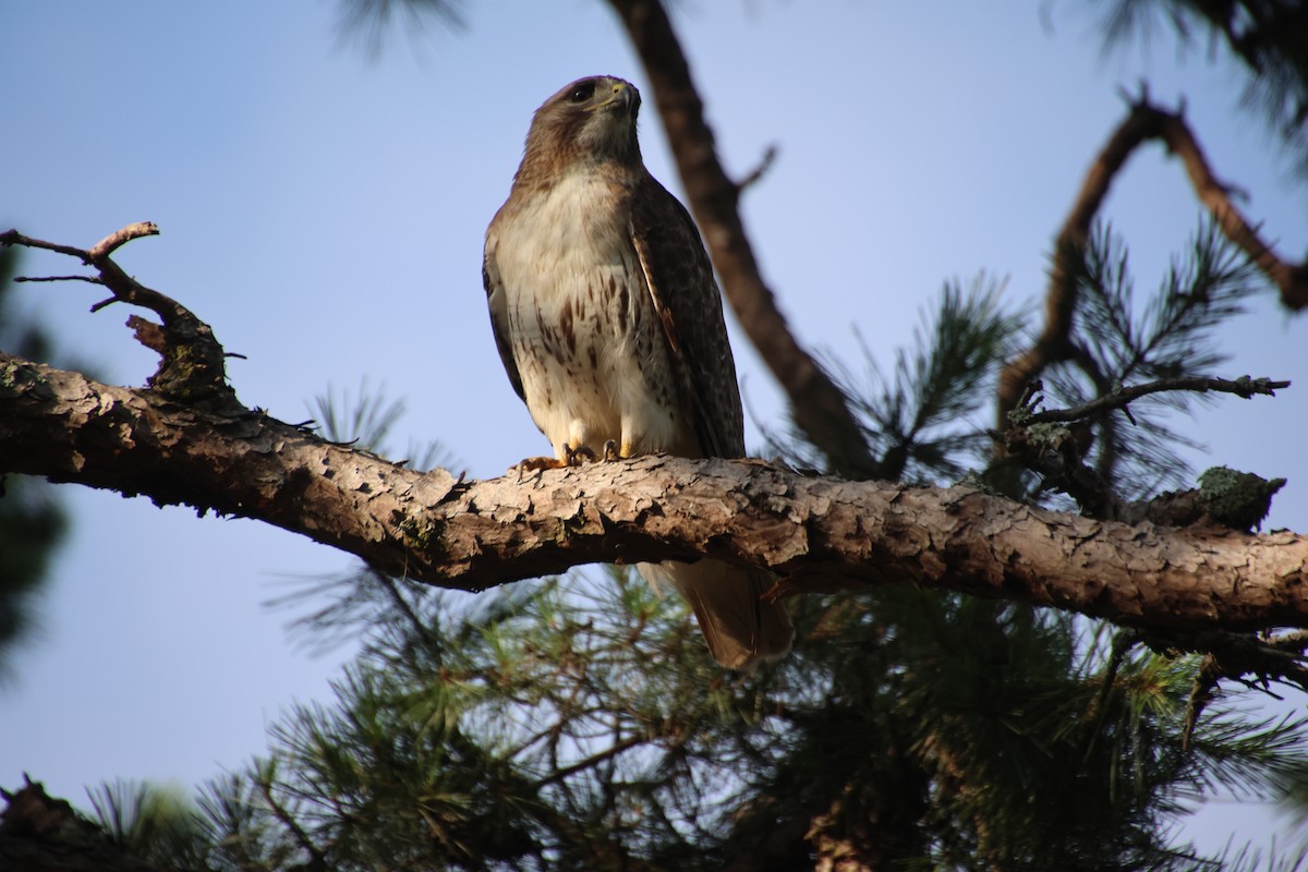 Red-tailed Hawk - ML638949470