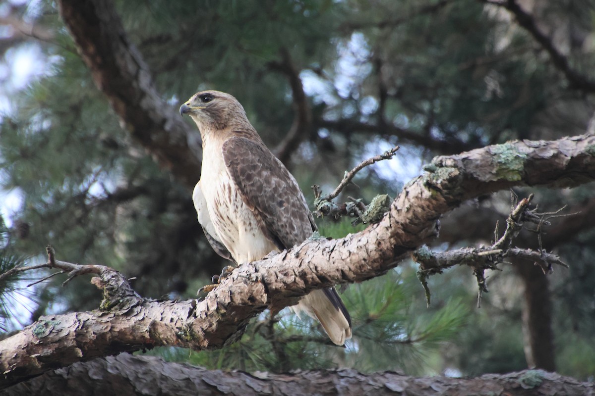 Red-tailed Hawk - ML638949472