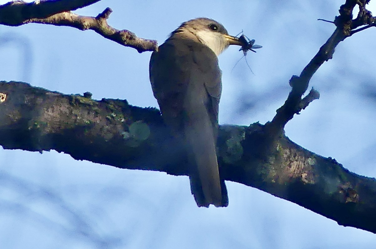 Yellow-billed Cuckoo - ML638949481