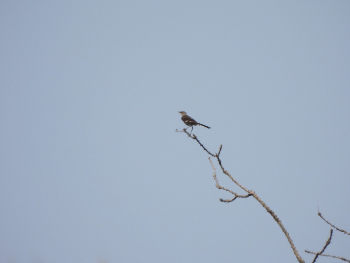 Northern Mockingbird - ML638949494