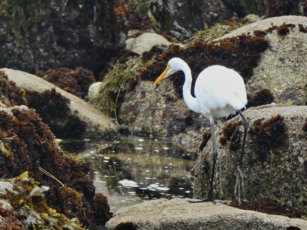 大白鷺 - ML638949508