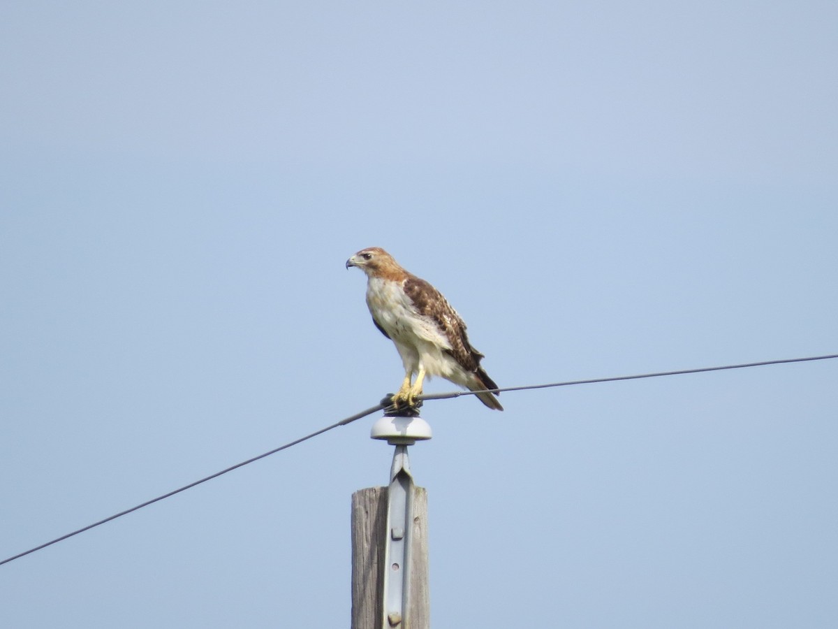 Red-tailed Hawk - ML638949511