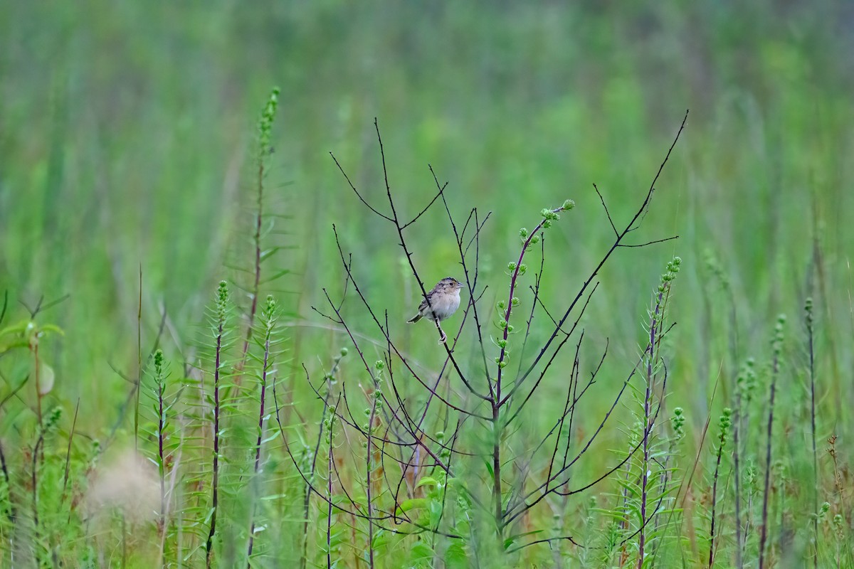 Grasshopper Sparrow - ML638949518