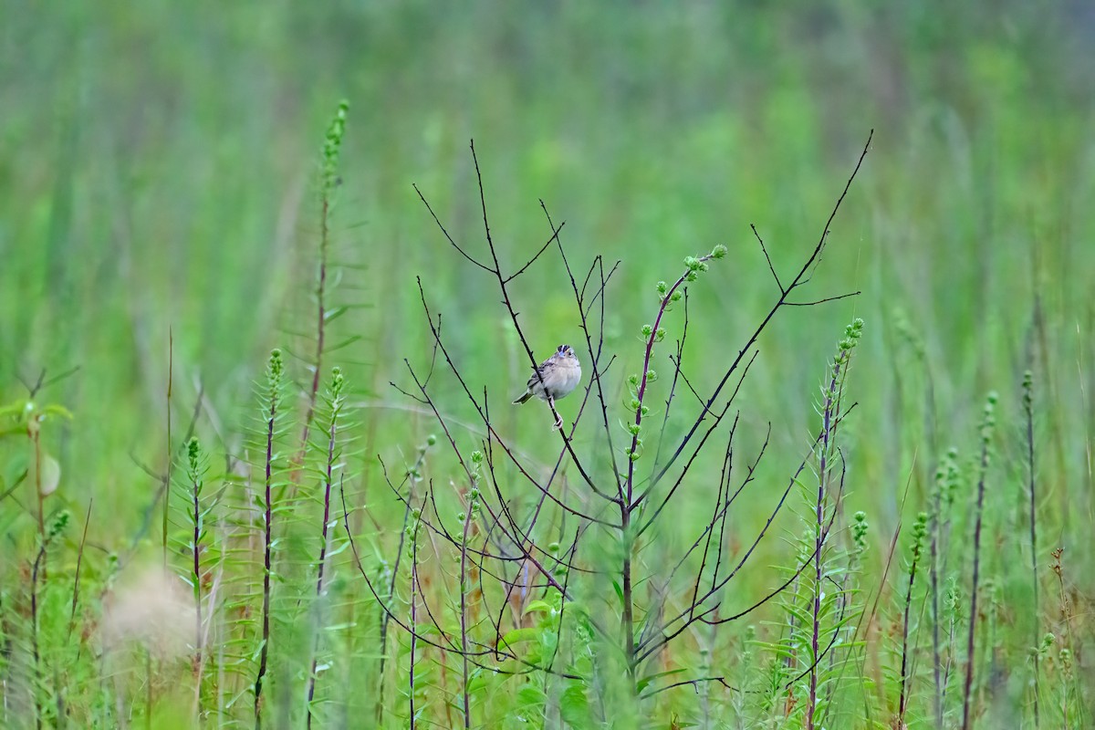 Grasshopper Sparrow - ML638949519