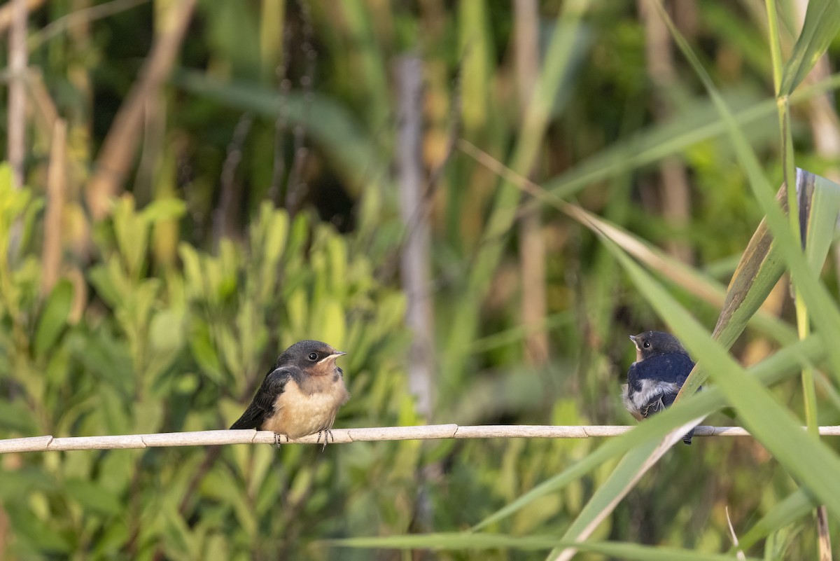 Golondrina Común (americana) - ML638949530