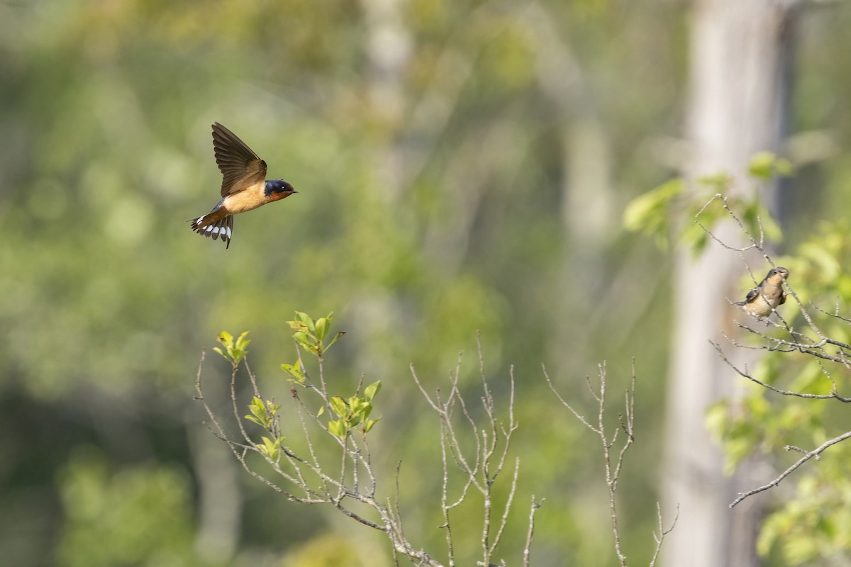 Golondrina Común (americana) - ML638949535