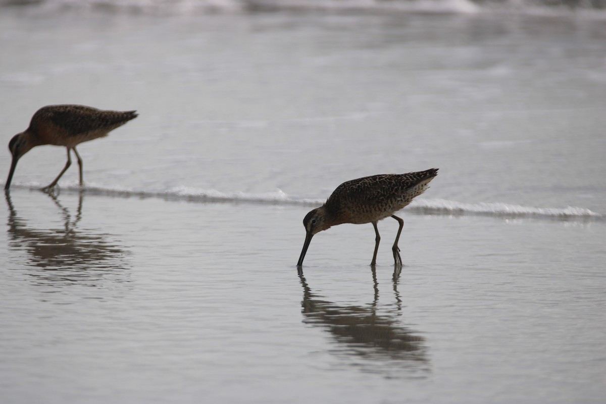 Short-billed Dowitcher - ML638949542