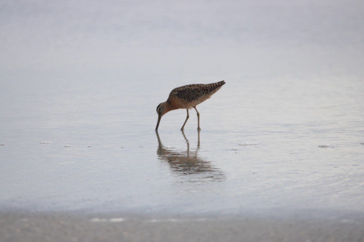 Short-billed Dowitcher - ML638949543