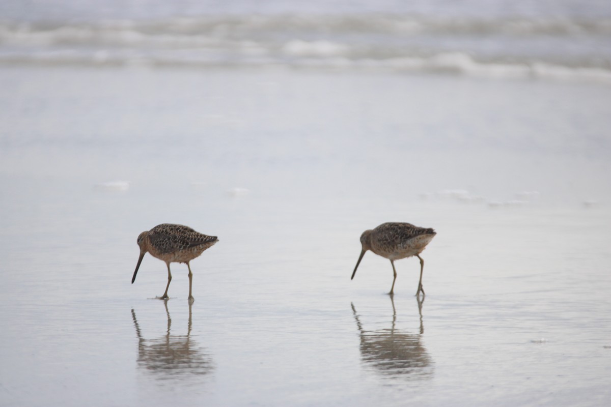 Short-billed Dowitcher - ML638949544