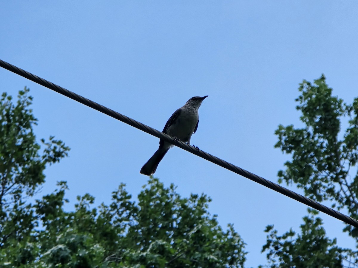 Northern Mockingbird - ML638949562