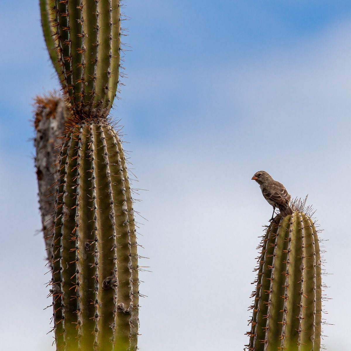 Medium Ground-Finch - ML638949580