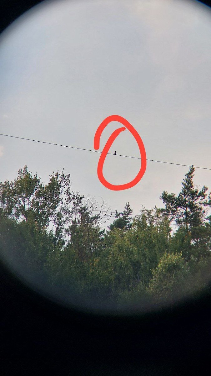 Spotted Flycatcher - ML638949624