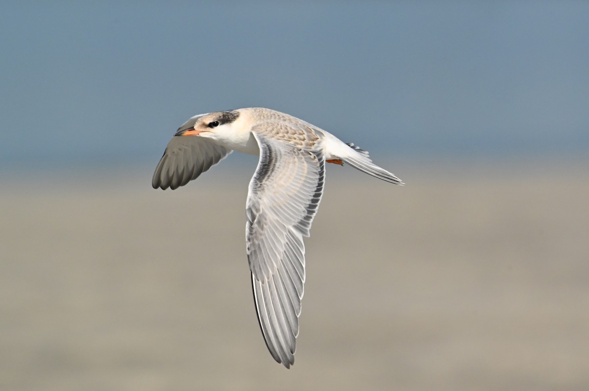 Common Tern - ML638949625