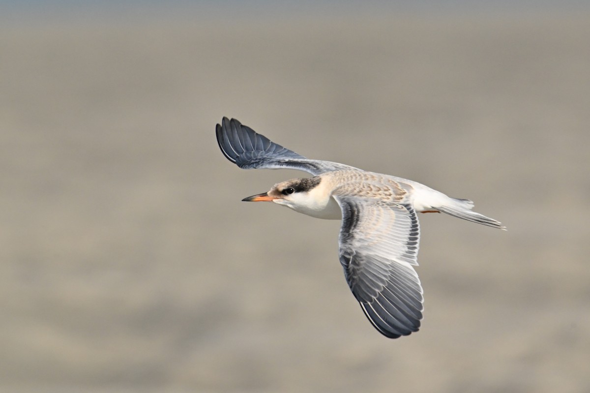 Common Tern - ML638949629